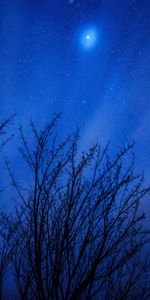 Arbres,Éclat,Nature,Briller,Ciel Étoilé,Etoiles,Nuit