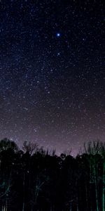 Naturaleza,Árboles,Brillante,Brillar,Noche,Cielo Estrellado,Brillo