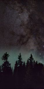 Nature,Trees,Night,Starry Sky,Spruce,Fir,Stars,Nebula