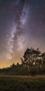 Nature,Arbres,Brouillard,Etoiles,Nuit,Ciel Étoilé