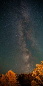 Arbres,Nébuleuse,Nature,Nuit,Etoiles,Ciel Étoilé