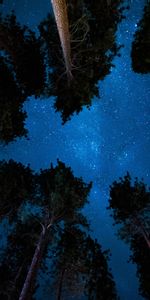 Nature,Trees,Night,Stars,Starry Sky