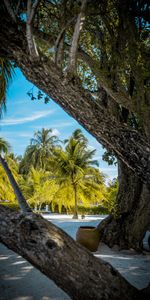 Nature,Arbres,Sable,Palms,Tropiques,Plage