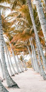 Naturaleza,Árboles,Arena,Palms,Zona Tropical,Playa,Trópico