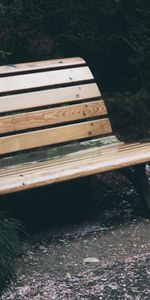 Nature,Trees,Park,Foliage,Bench