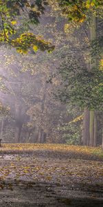 Parcs,Arbres,Nature,Paysage