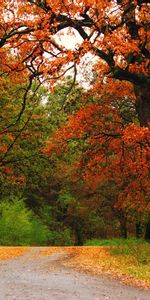 Paisaje,Otoño,Parques,Naturaleza,Árboles