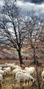 Arbres,Troupeau,Pâturage,Des Moutons,Nature,Mouton,Automne