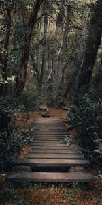 Naturaleza,Árboles,Camino,Bosque,Puente