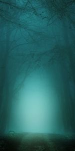 Nature,Trees,Path,Dusk,Trail,Twilight,Fog,Forest