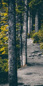 Forêt,Nature,Arbres,Chemin