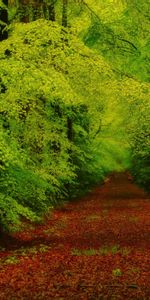 Nature,Trees,Path,Forest