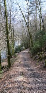 Arbres,Forêt,Nature,Chemin