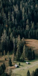 Forêt,Arbres,Nature,Chemin,Maisons