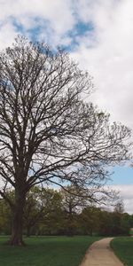 Árboles,Camino,Parque,Naturaleza,El Parque,Jardín