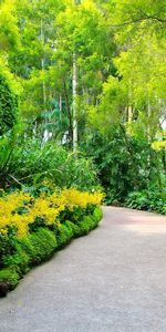 Naturaleza,Árboles,Camino,Singapur,Jardín Botánico