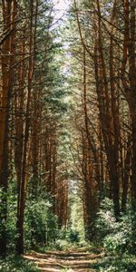 Nature,Trees,Path,Trail,Forest