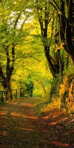 Nature,Trees,Path,Trail,Stones,Autumn,Forest,Leaves