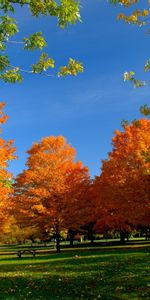 Nature,Trees,Picnic,Autumn,Park,Bench,Leaves