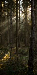 Pin,Poutres,Rayons,Forêt,Lumière Du Soleil,Nature,Arbres