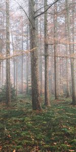 Nature,Trees,Pine,Coniferous,Fog,Forest