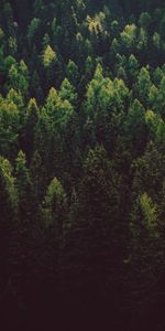 Nature,Trees,Pine,Coniferous,Forest