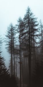 Nature,Trees,Pine,Forest,Fog