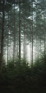 Pin,Forêt,Brouillard,Arbres,Nature