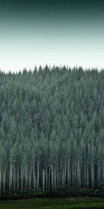 Nature,Trees,Pine,Forest,Needles