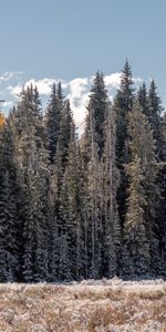 Nature,Trees,Pine,Landscape,Outskirts,Edge