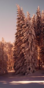 Nature,Trees,Pine,Snow,Forest,Winter