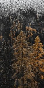 Nature,Arbres,Pin,Aiguilles,Neige,Forêt