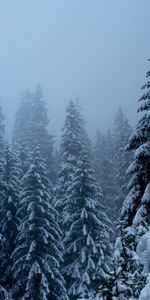 Pin,Neige,Nature,Tempête De Neige,Hiver,Arbres