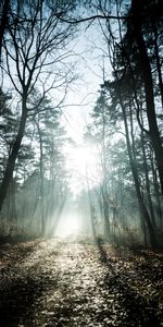 Nature,Trees,Rays,Beams,Forest,Sunlight