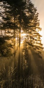 Nature,Trees,Rays,Beams,Sunlight,Fog