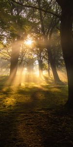 Rayons,Nature,Sun,Poutres,Brouillard,Aube,Arbres