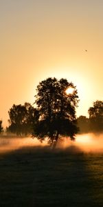 Nature,Trees,Rise,Morning,Fog,Dawn,Sunrise