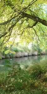 Arbres,Nature,Fleuve