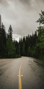 Nature,Trees,Road,Asphalt