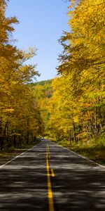 Nature,Trees,Road,Autumn,Alley