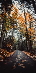 Naturaleza,Árboles,Otoño,Camino,Callejón