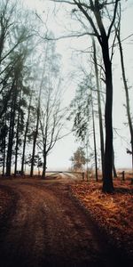 Nature,Trees,Road,Barrier,Fog