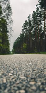 Nature,Trees,Road,Close Up