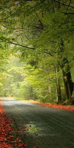 Naturaleza,Árboles,Camino,Caído,Follaje