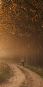 Nature,Brouillard,Route,Arbres,Cycliste