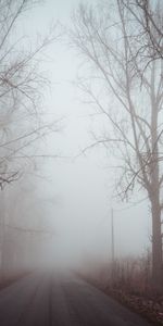 Nature,Trees,Road,Fog,Dawn,Silence