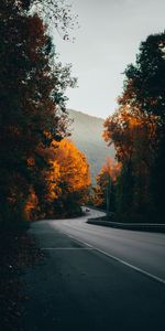 Nature,Trees,Road,Fog,Machine,Car