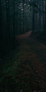 Nature,Trees,Road,Foliage,Alley