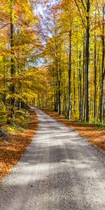 Nature,Trees,Road,Foliage,Autumn