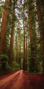 Naturaleza,Árboles,Bosque,Camino